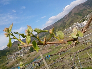 20170501091338571.jpg